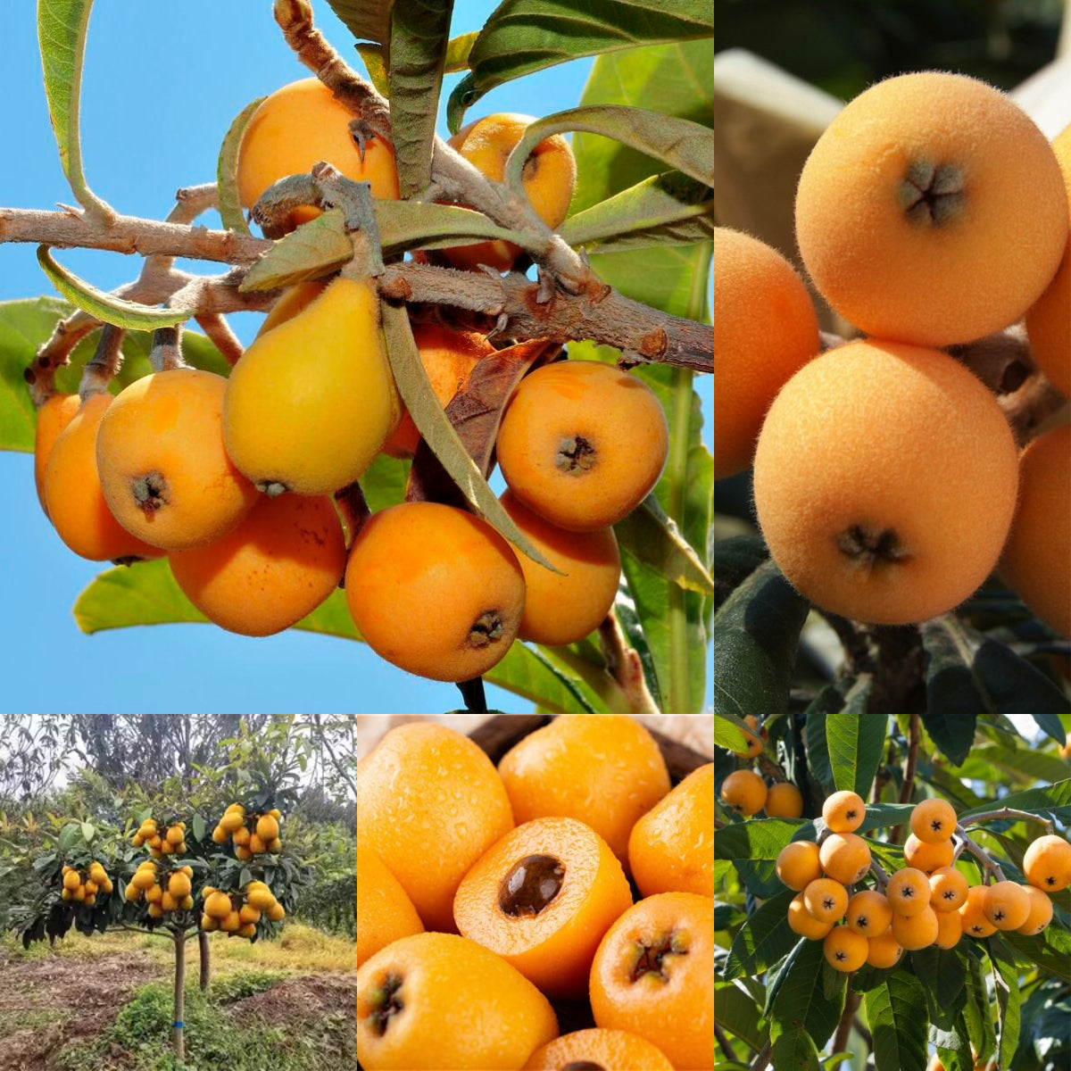 Five-star Loquat Seeds|🍑Flat 50% Saving🍑